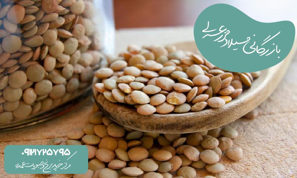 عدس جایگزین خوبی برای گوشت