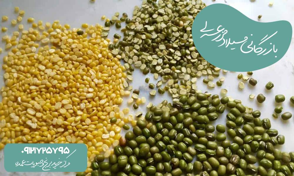 خرید اینترنتی حبوبات تازه