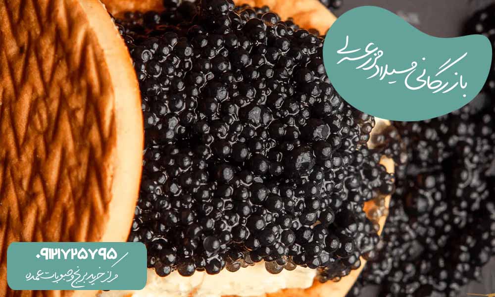 خاویار بلوگا