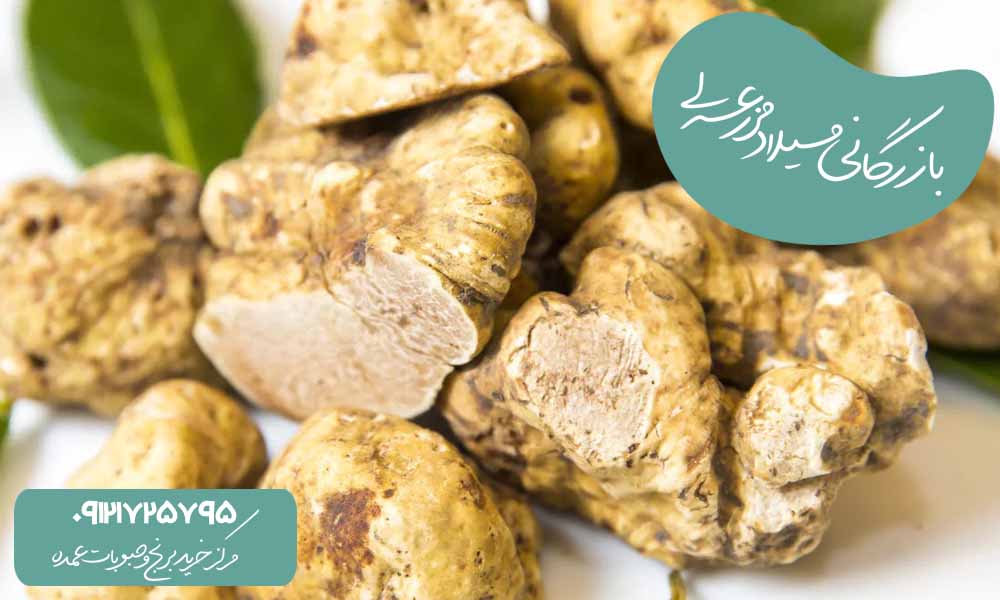 قارچ ترافل سفید